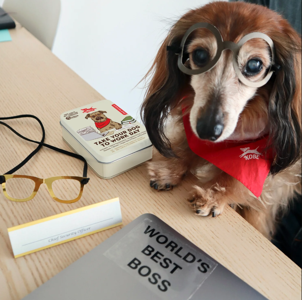 Set porta il tuo cane a lavoro - Kobe