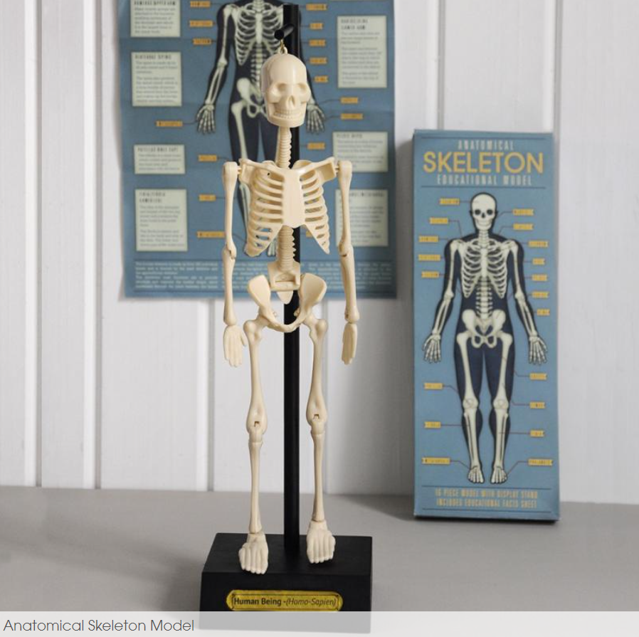 Modello Anatomico Scheletro Umano in plastica