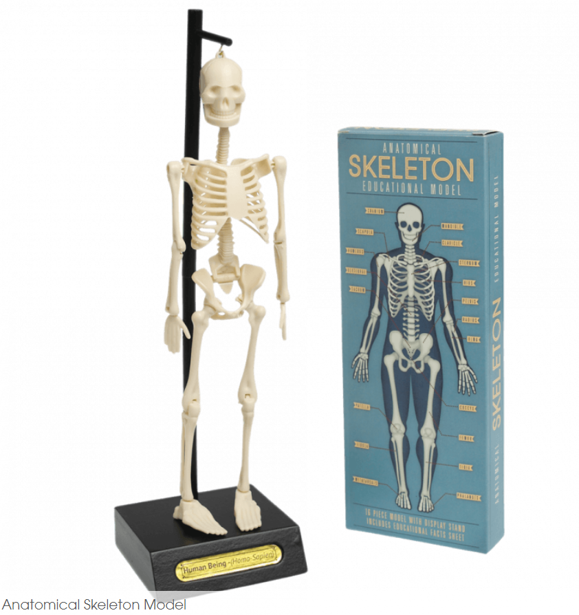 Modello Anatomico Scheletro Umano in plastica