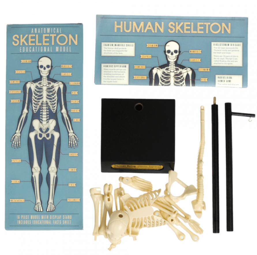 Modello Anatomico Scheletro Umano in plastica