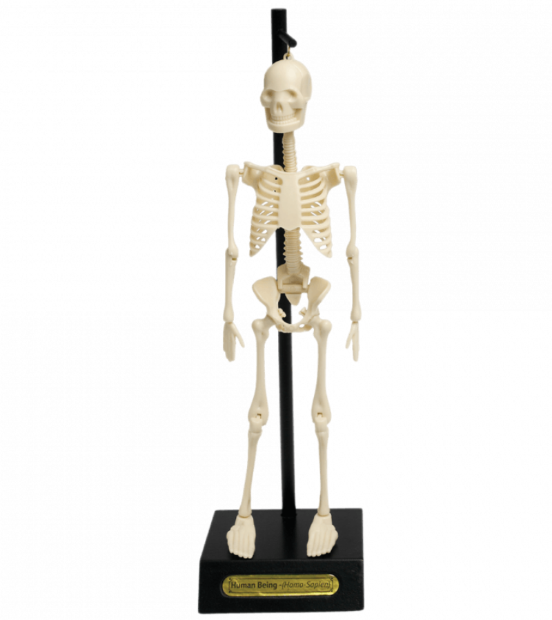 Modello Anatomico Scheletro Umano in plastica