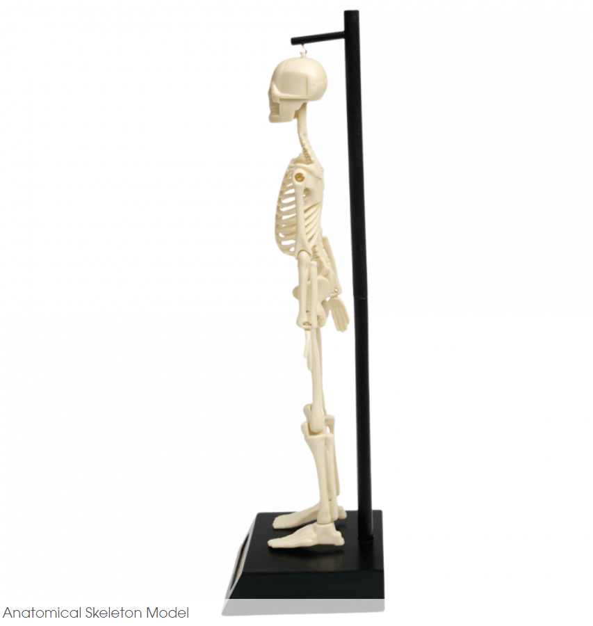 Modello Anatomico Scheletro Umano in plastica